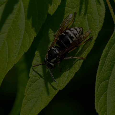 Parasitic Aerial Yellowjacket