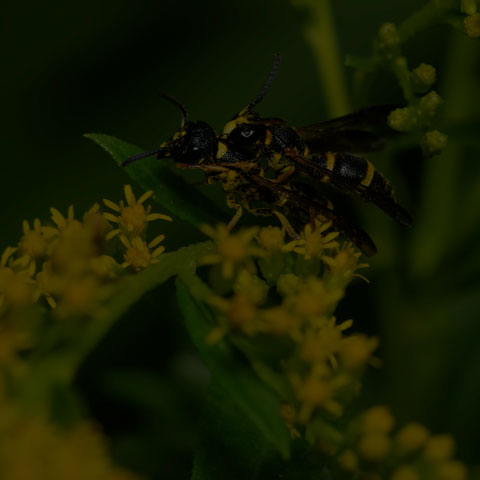 Perennial Mason Wasp