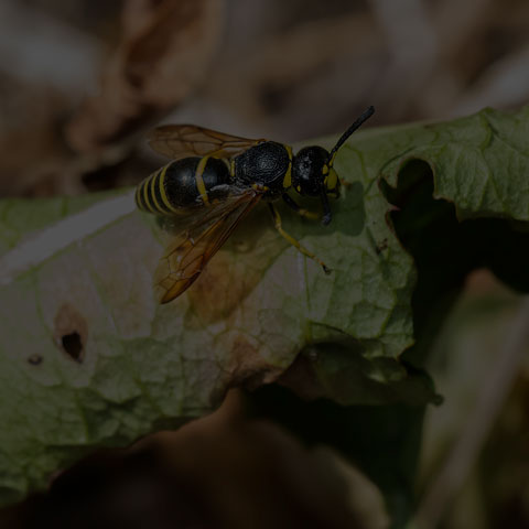 Pitted Mason Wasp