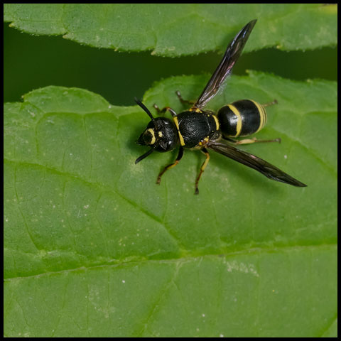 Pitted Mason Wasp