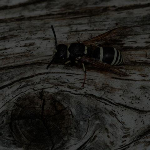 Walden’s Potter Wasp