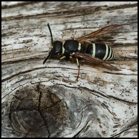 Walden’s Potter Wasp