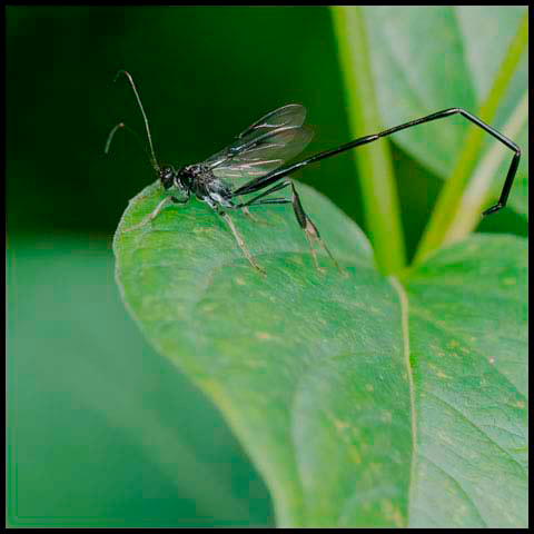 American Pelecinid Wasp