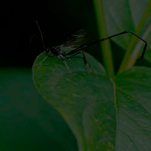 American Pelecinid Wasp