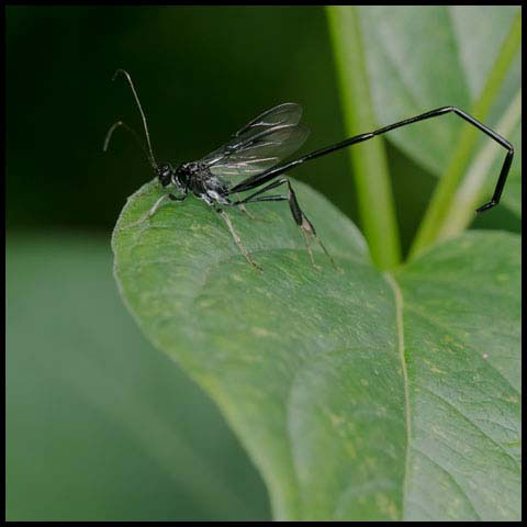 American Pelecinid Wasp