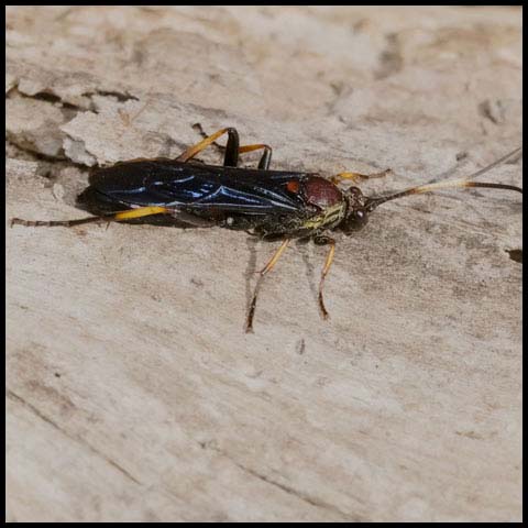 Central Ichneumonid Wasp