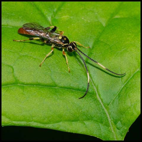 Cratichneumon annulatipes