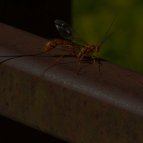 Greene's Giant Ichneumonid Wasp