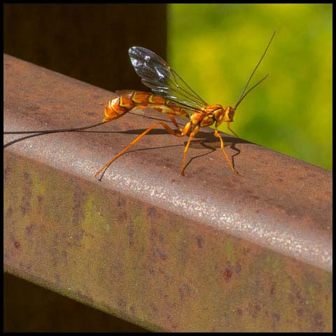 Greene's Giant Ichneumonid Wasp