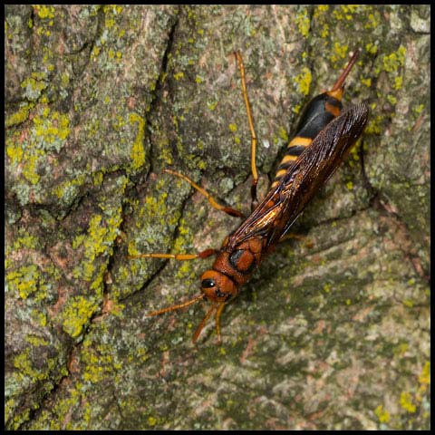 Pigeon Tremex