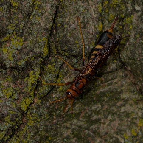 Pigeon Tremex