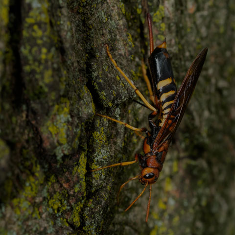 Pigeon Tremex