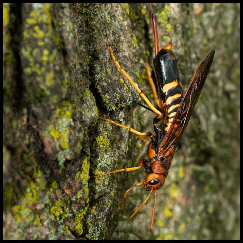 Pigeon Tremex