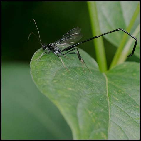 Wonderful Wasps