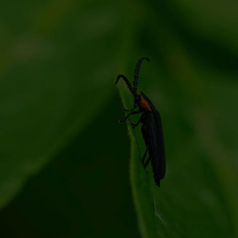 Black Firefly