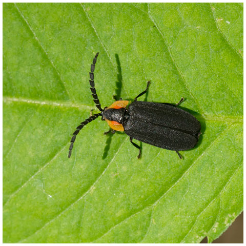 Black Firefly