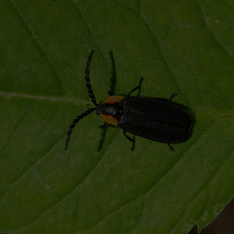 Black Firefly