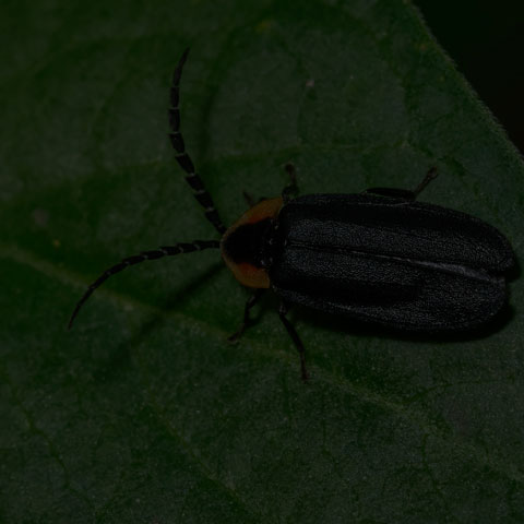 Black Firefly