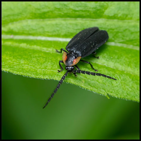 Black Firefly