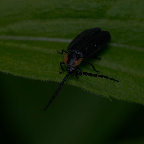 Black Firefly