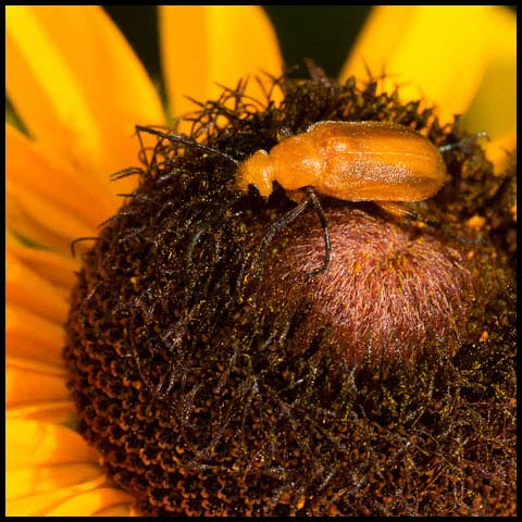 Brown Blister Beetle