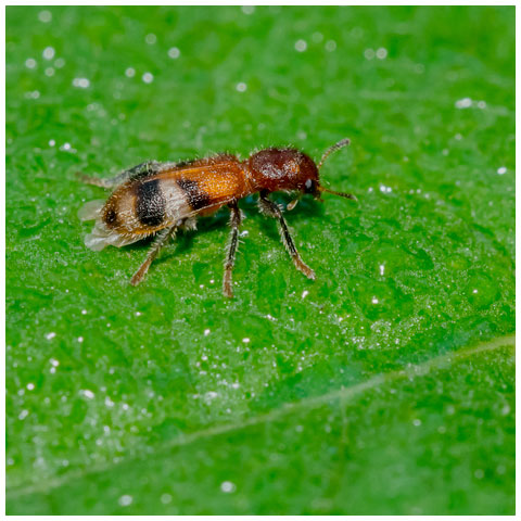 Checkered Beetle