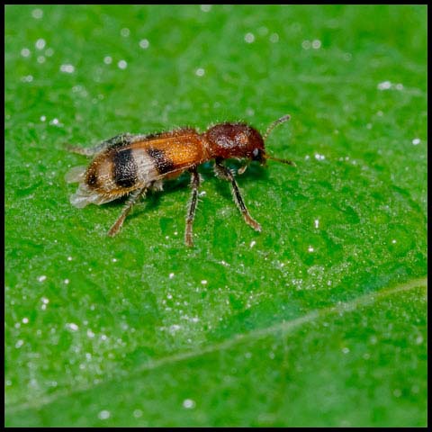 Checkered Beetle