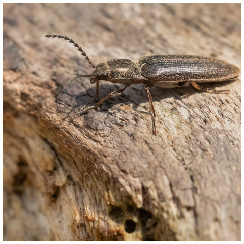 Cylinder Click Beetle