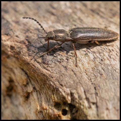 Cylinder Click Beetle