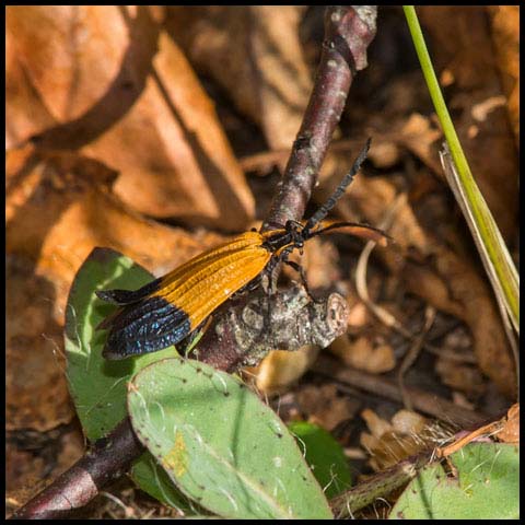 End Band Net-wing Beetle