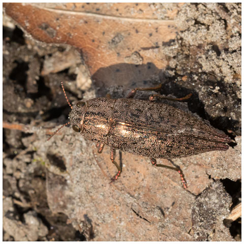 Hardwood Borer Beetle