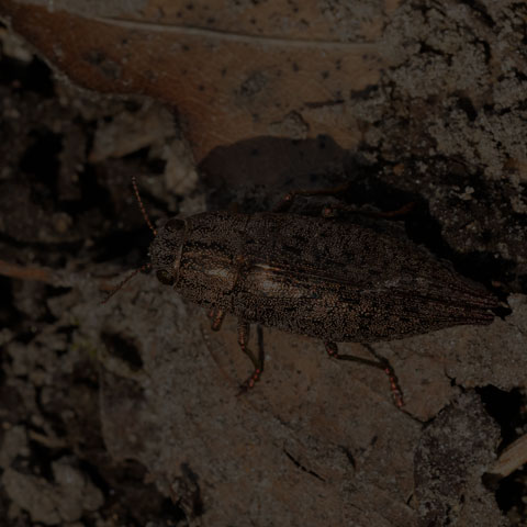 Hardwood Borer Beetle