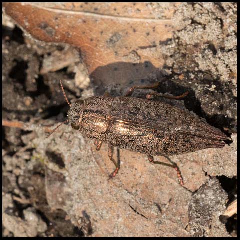 Hardwood Borer Beetle