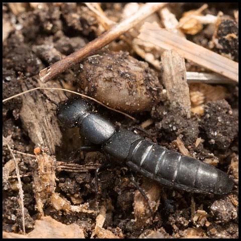 Large Black Rove Beetle