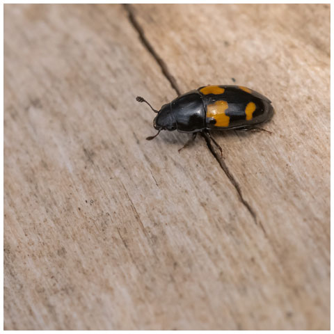 Picnic Beetle