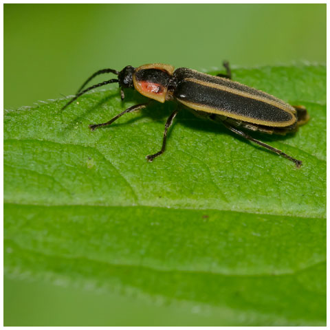 Silent Firefly