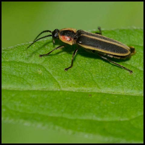 Silent Firefly