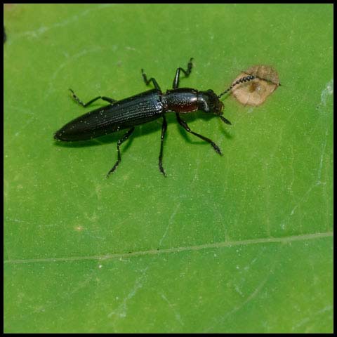 Slender Lizard Beetle