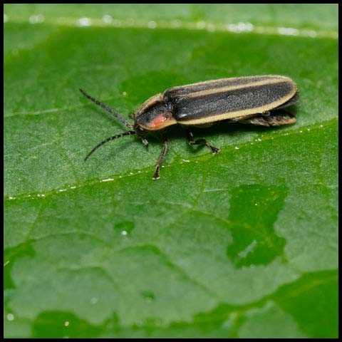 Spring Tree-Top Flasher