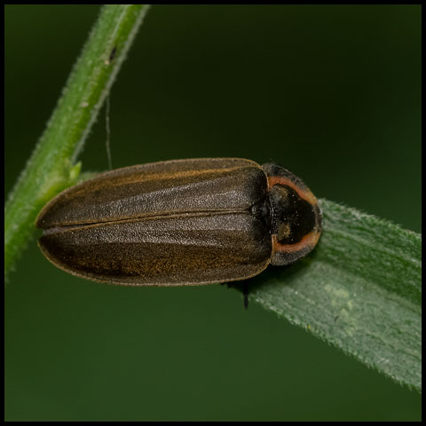 Winter Firefly