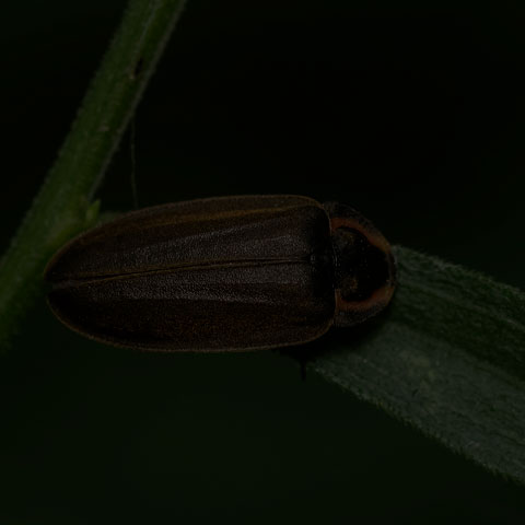 Winter Firefly