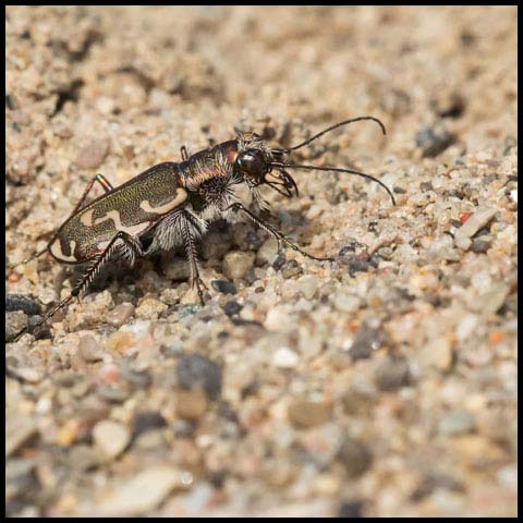 Bronzed Tiger Beetle