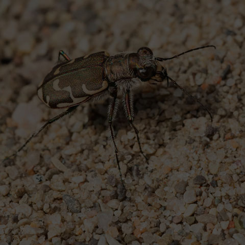Bronzed Tiger Beetle
