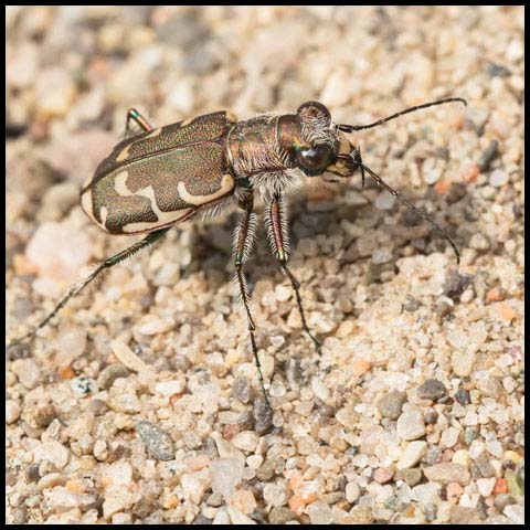 Bronzed Tiger Beetle