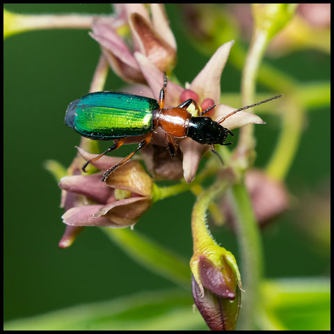 Ground Beetles