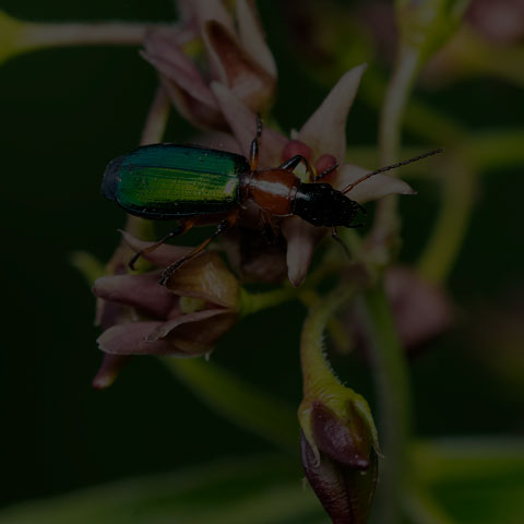 Punctate Harp Ground Beetle