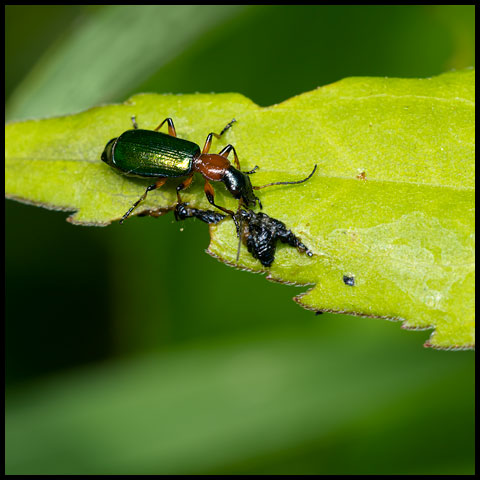 Punctate Harp Ground Beetle