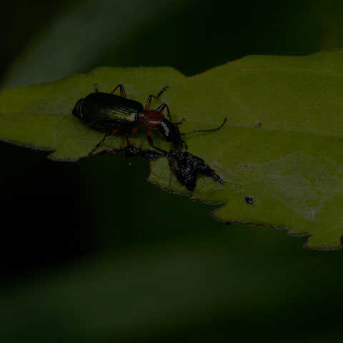 Punctate Harp Ground Beetle