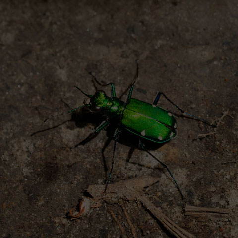 Six-spotted Tiger Beetle