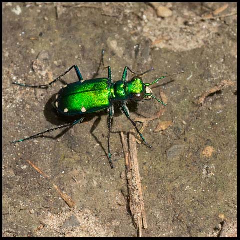 Six-spotted Tiger Beetle